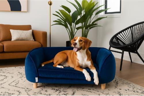 White puppy laying on dark blue velvet dog sofa bed.